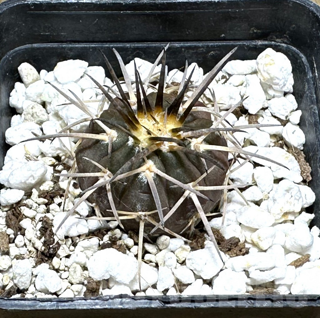SHPR30489 Gymnocalycium spegazzinii v. major