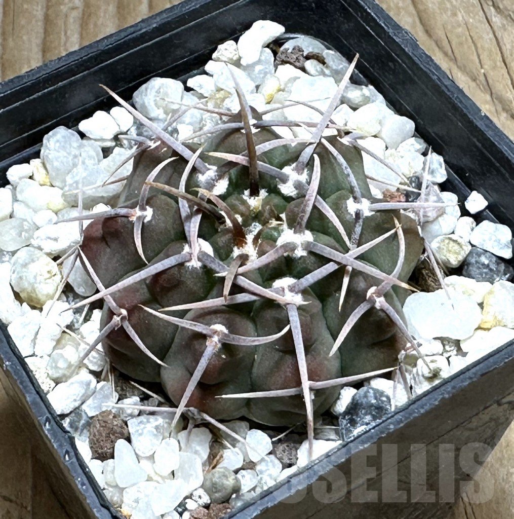 SHPR30495 Gymnocalycium vatteri -Long spines-