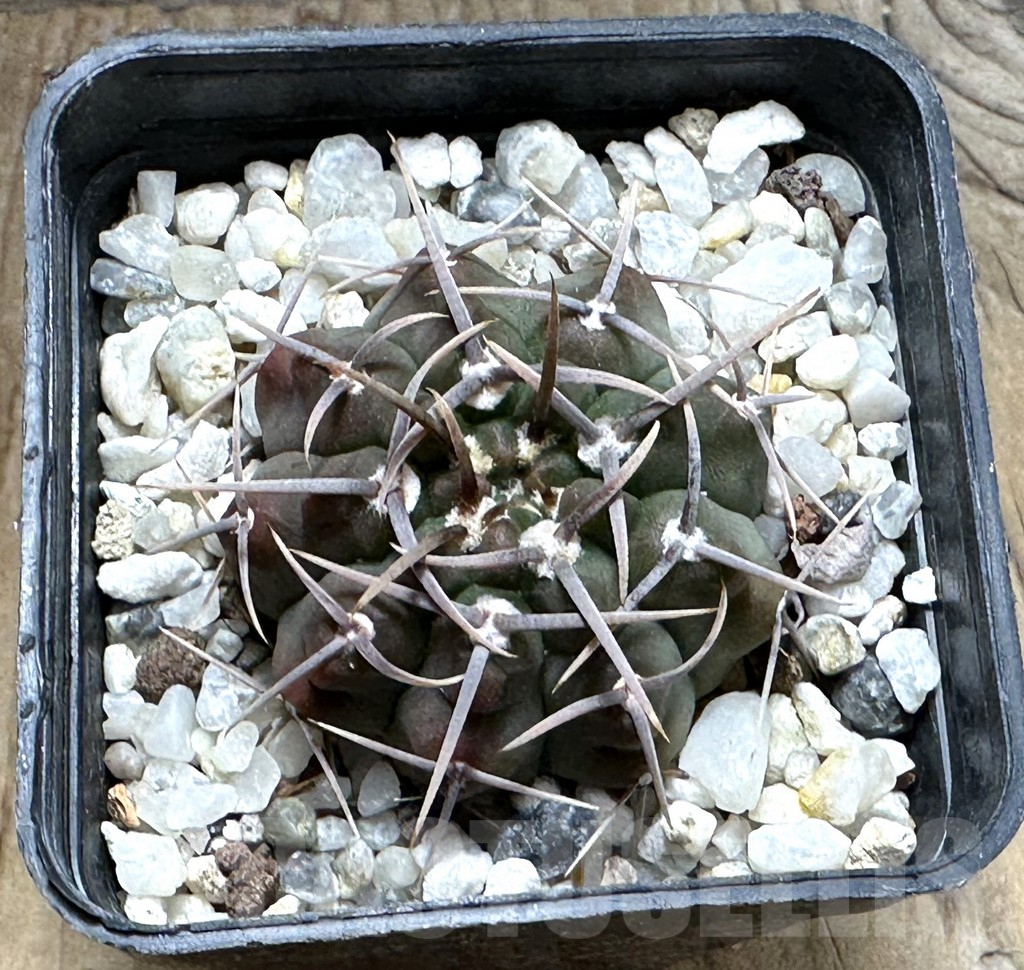 SHPR30495 Gymnocalycium vatteri -Long spines- - 画像 (2)