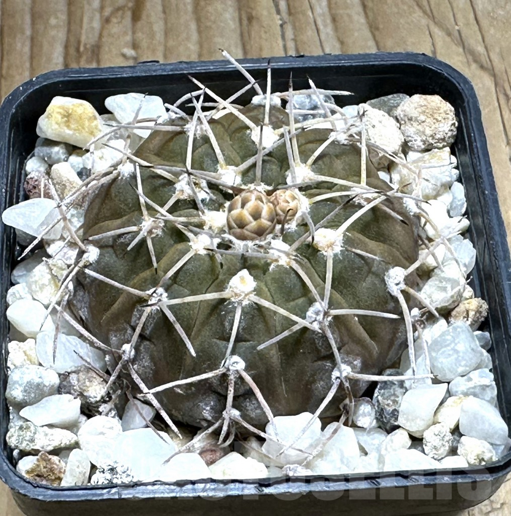 SHPR30496 Gymnocalycium triacanthum
