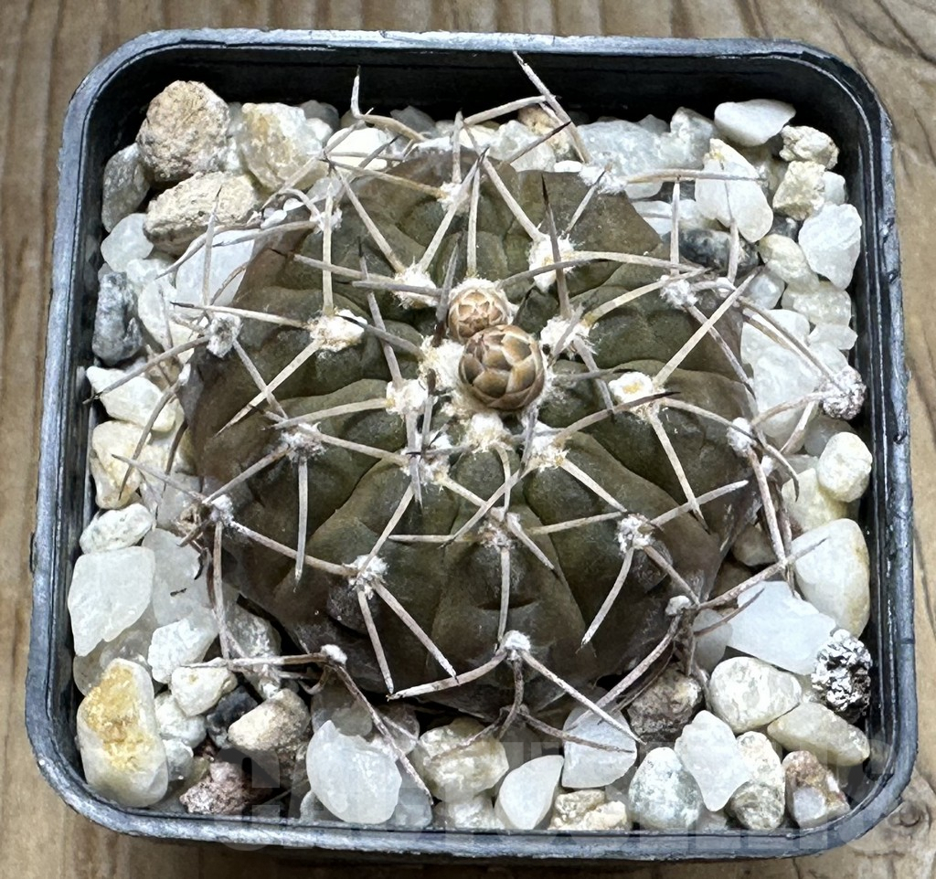 SHPR30496 Gymnocalycium triacanthum - Image 2