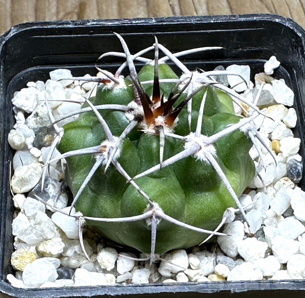 SHPR30497 Gymnocalycium mostii VG 1159
