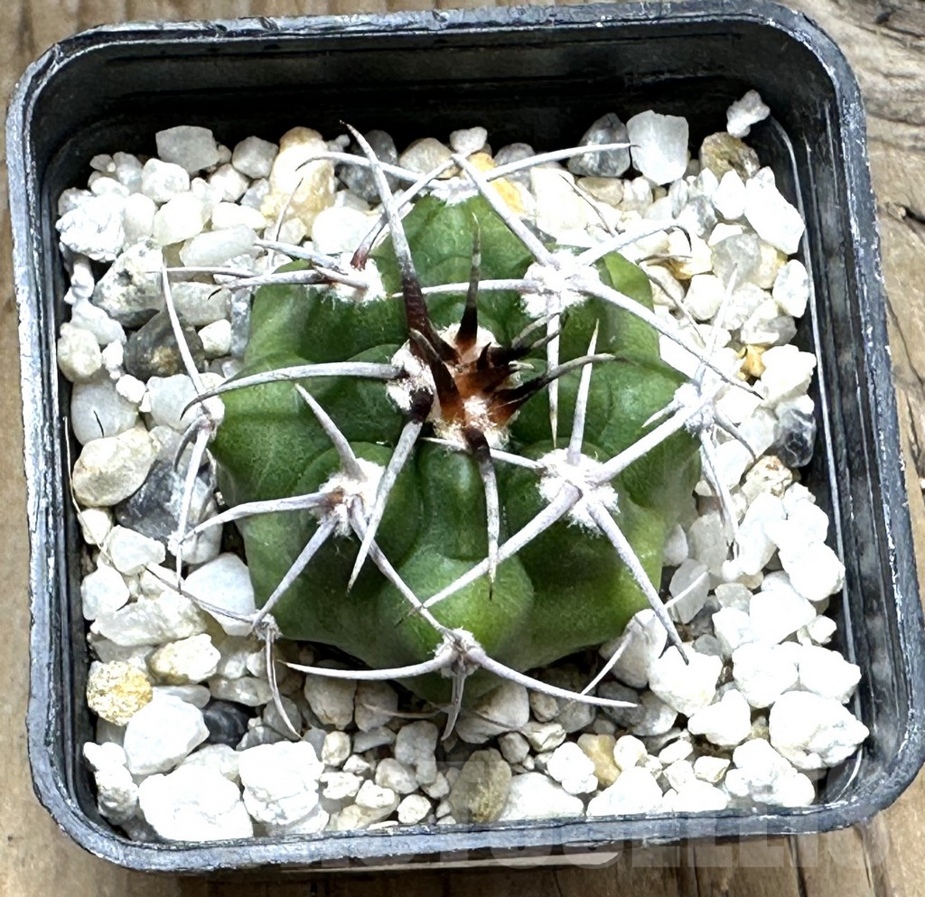 SHPR30497 Gymnocalycium mostii VG 1159 - Obrázek 2