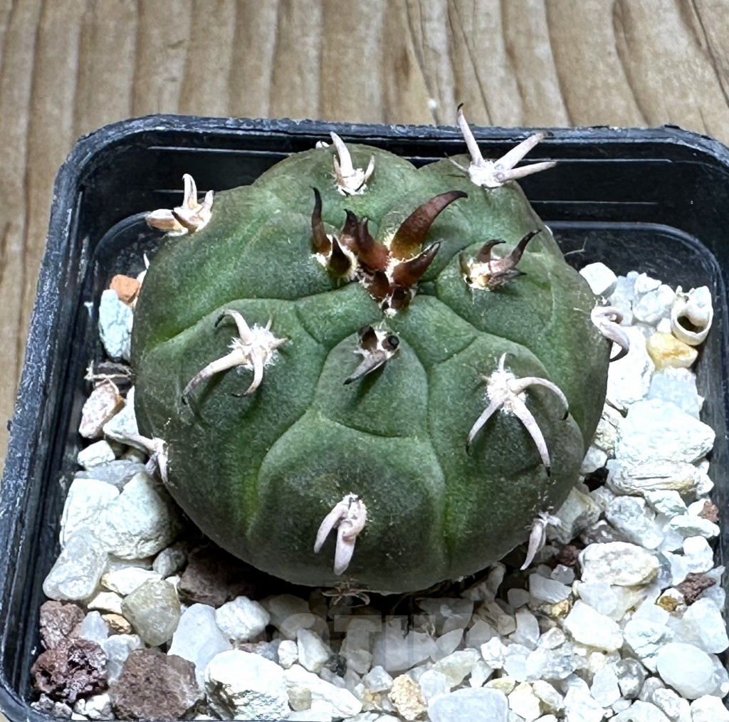 SHPR30500 Gymnocalycium spegazzinii v. unguispinum
