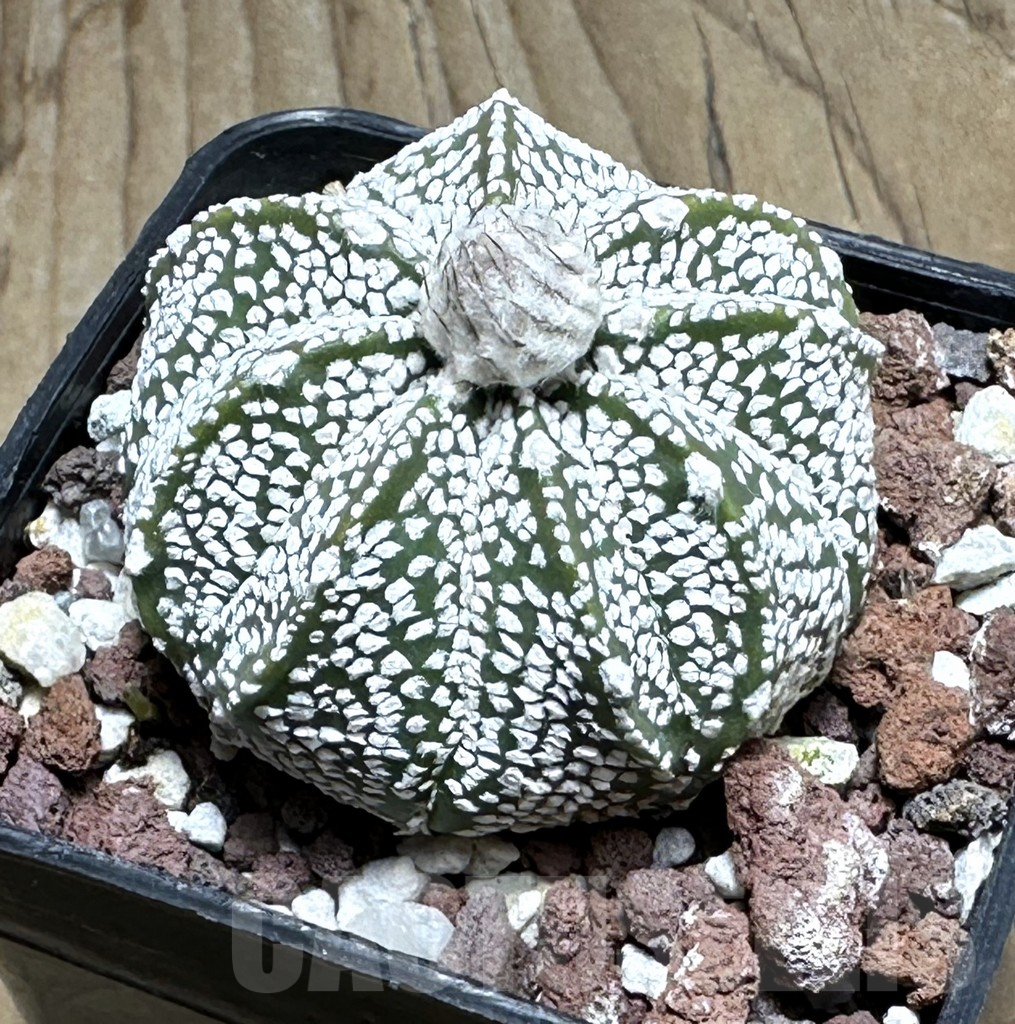 SHPR30465 Astrophytum coahuilense x asterias ‘Super Kabuto’