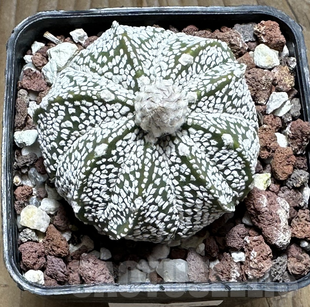 SHPR30465 Astrophytum coahuilense x asterias ‘Super Kabuto’ - Image 2