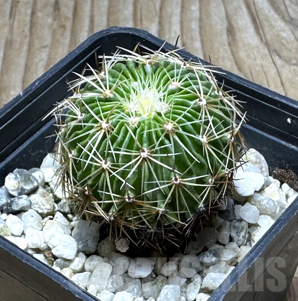 SHPR30473 Echinofossulocactus multicostatus SB 1147 150-ribs
