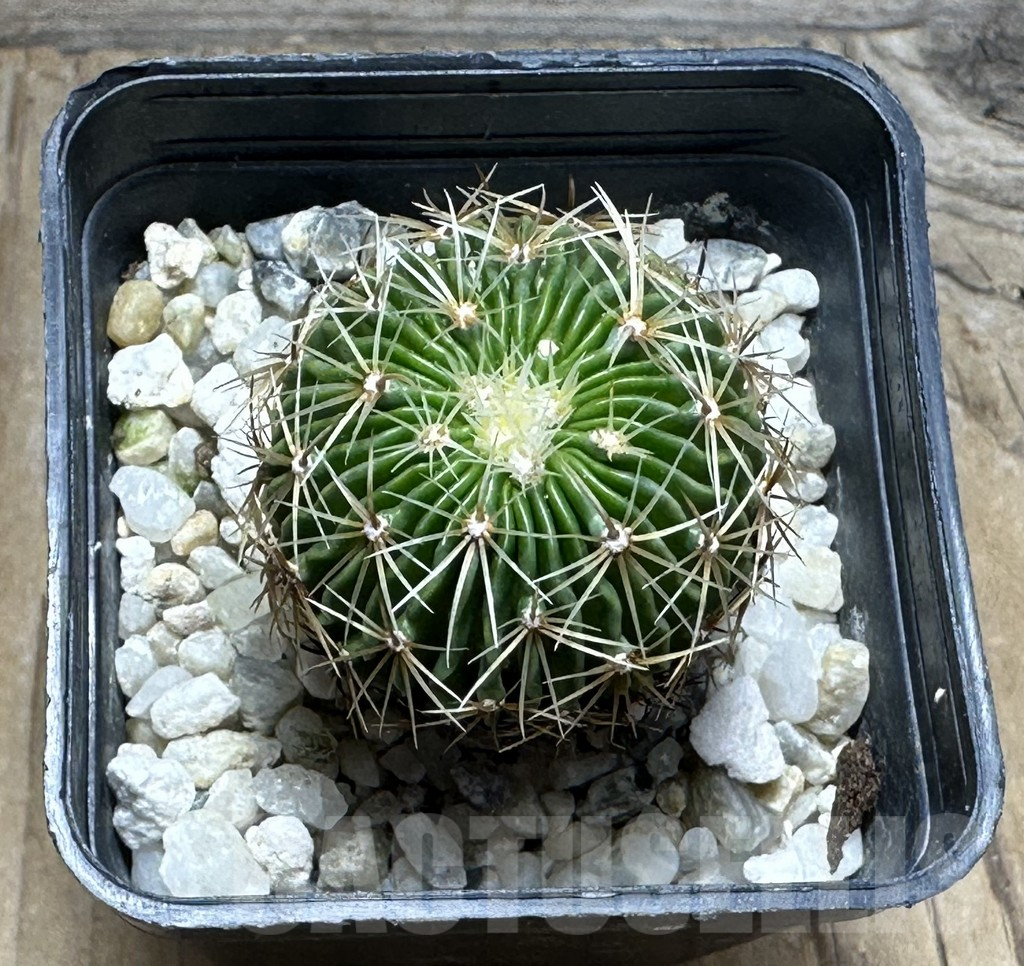 SHPR30473 Echinofossulocactus multicostatus SB 1147 150-ribs - Зображення 2