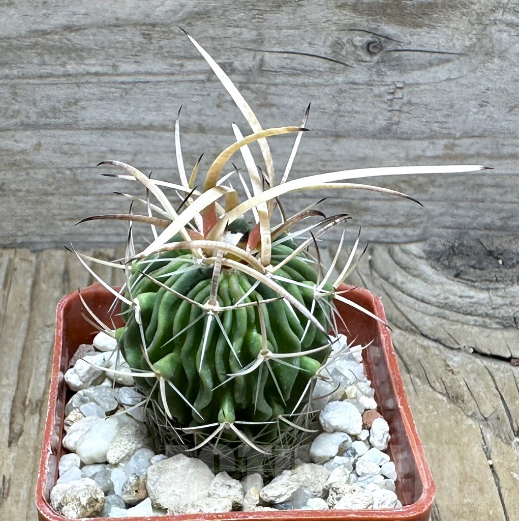 SHPR30474 Echinofossulocactus phyllacanthus