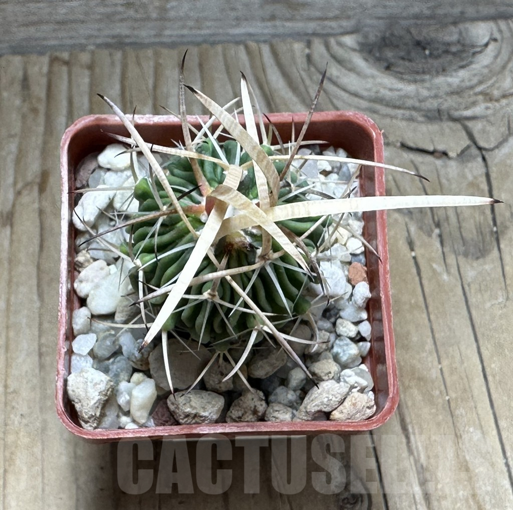 SHPR30474 Echinofossulocactus phyllacanthus - immagine 2