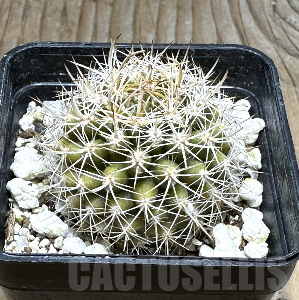 SHPR30478 Eriosyce eriosyzoides