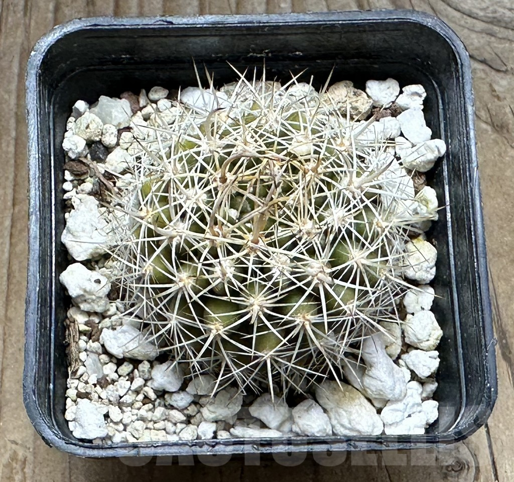 SHPR30478 Eriosyce eriosyzoides – Bild 2