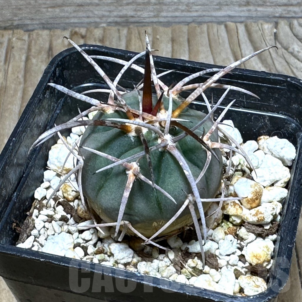 SHPR30491 Gymnocalycium spegazzinii MT 46