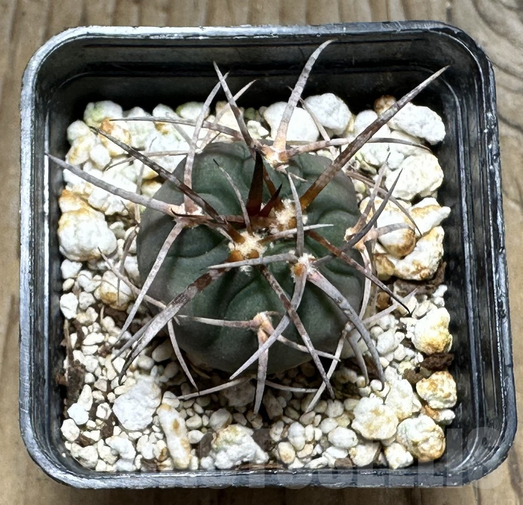 SHPR30491 Gymnocalycium spegazzinii MT 46 - Imagen 2