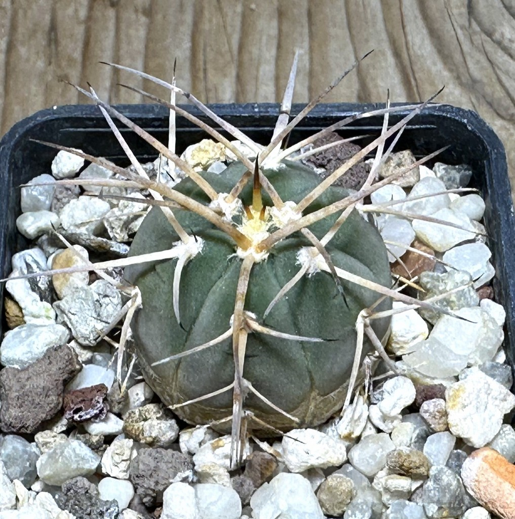 SHPR30492 Gymnocalycium cardenasianum VOS 1005