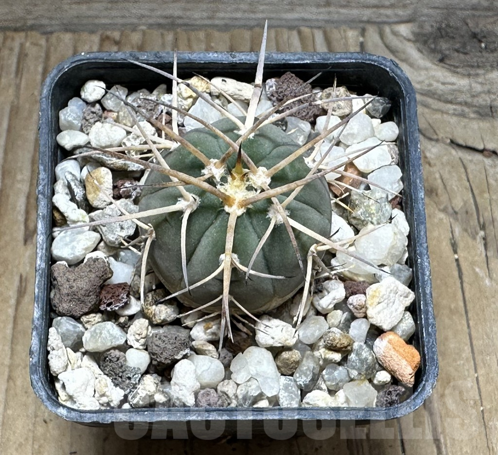 SHPR30492 Gymnocalycium cardenasianum VOS 1005 - Image 2