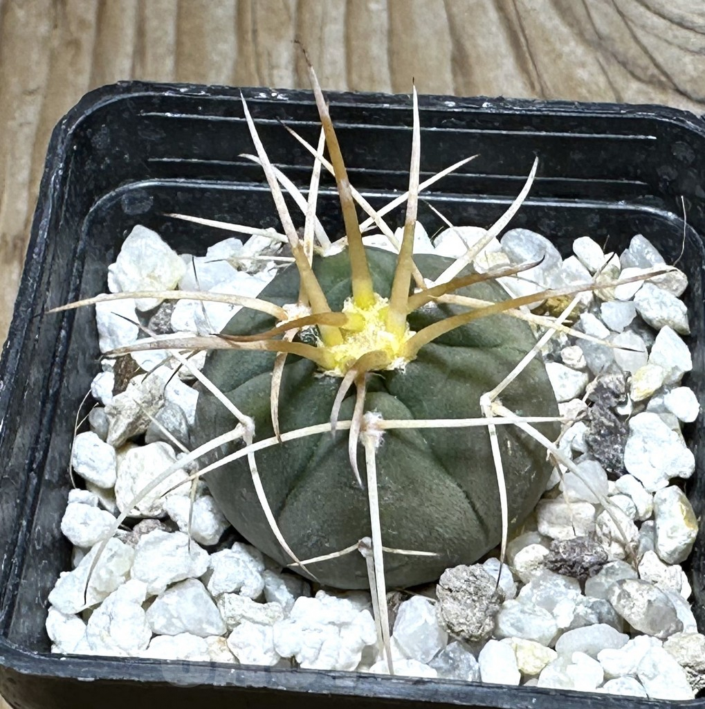 SHPR30493 Gymnocalycium cardenasianum armatum, HTH 106