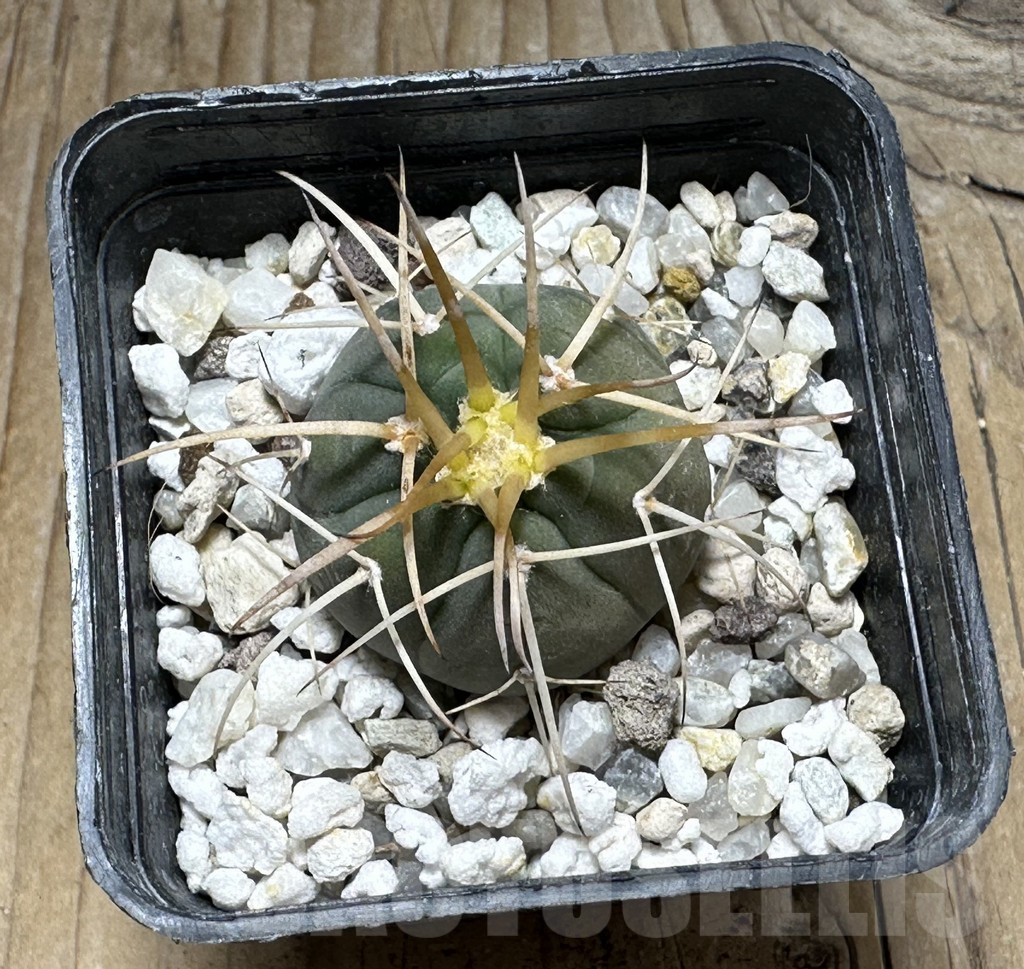 SHPR30493 Gymnocalycium cardenasianum armatum, HTH 106 - Image 2