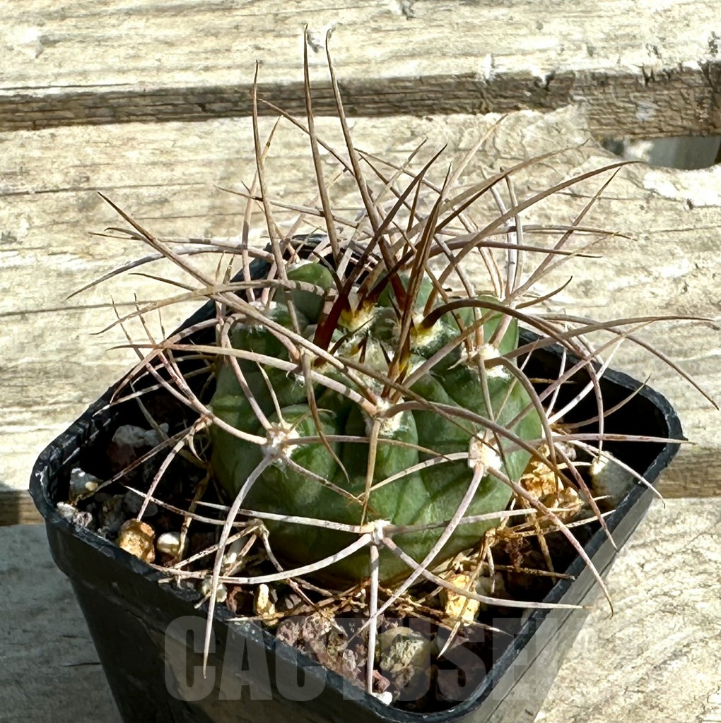 SHPR4337 Gymnocalycium mazanense v. polycephalum