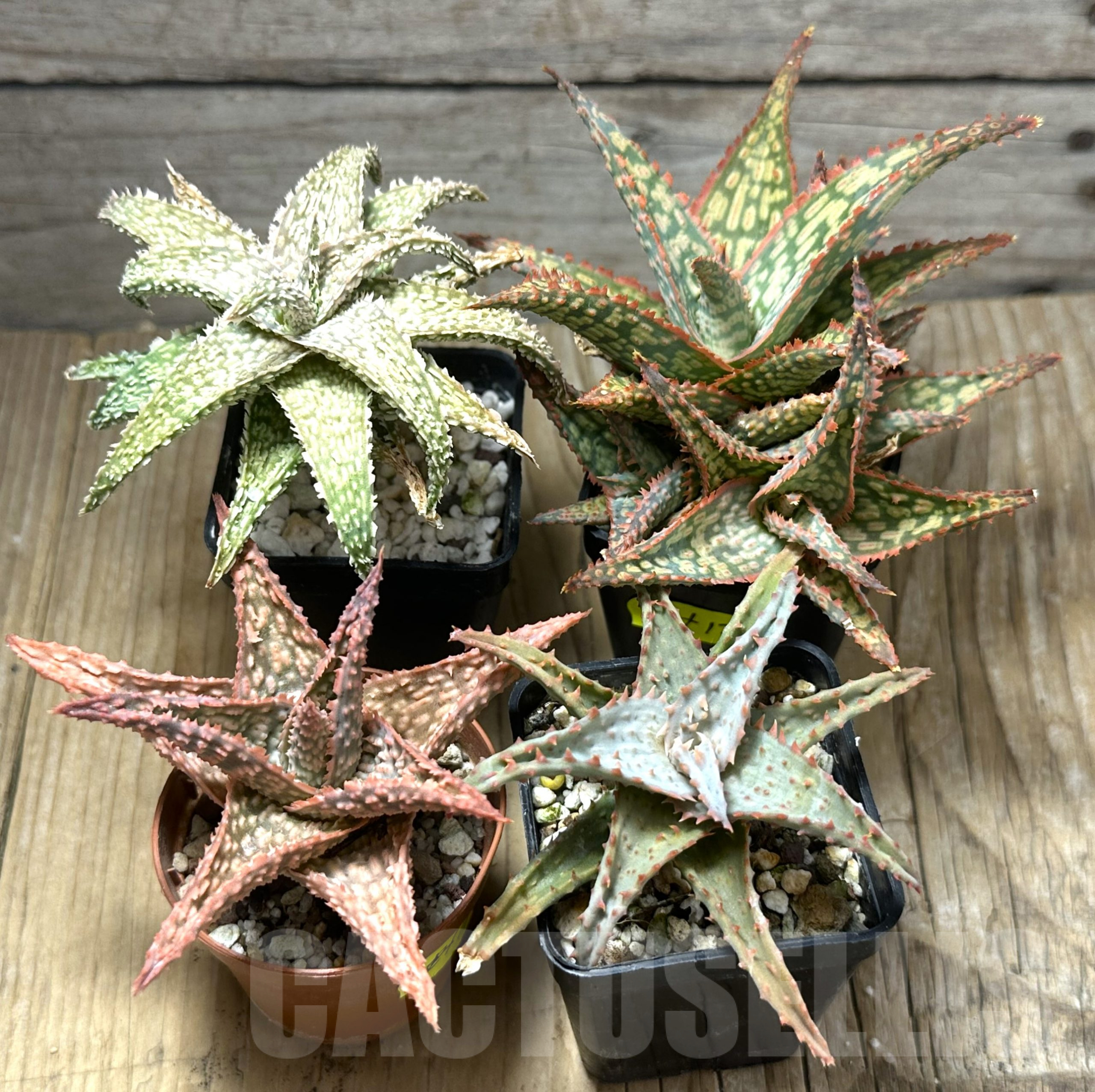 SET124 Aloe mix, 4 plants