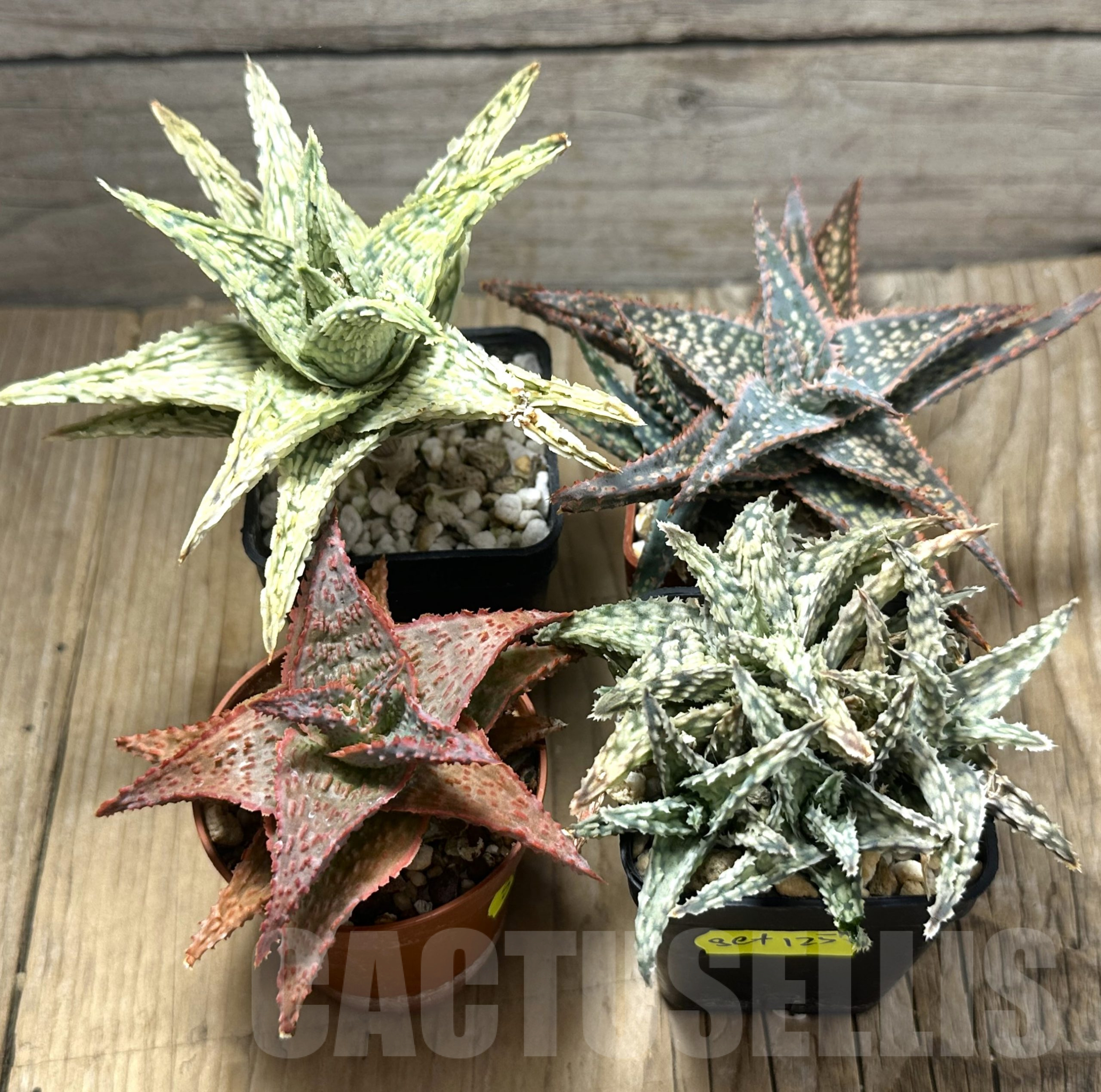 SET125 Aloe mix, 4 plants