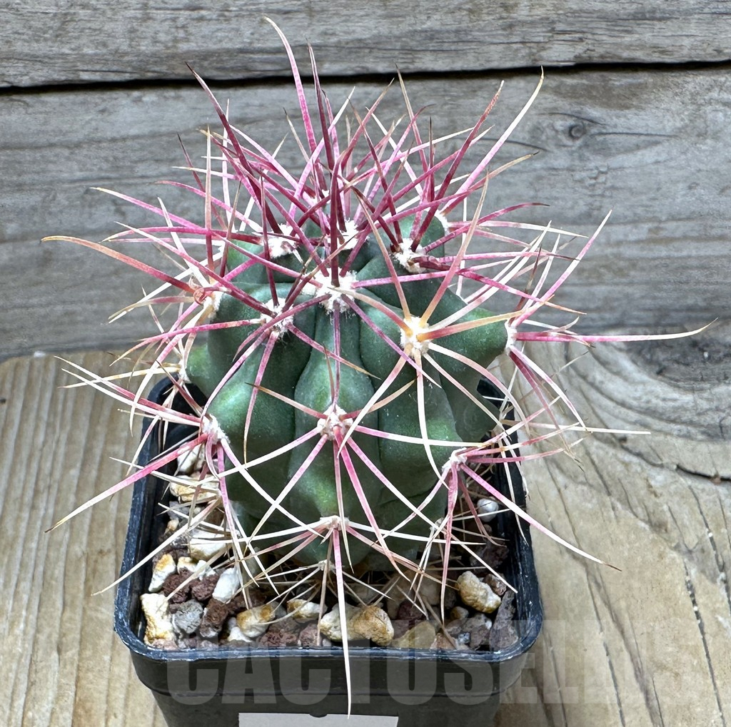 SHPR30713 Ferocactus gracilis -Punta Prieta, Baja California, Mexico-