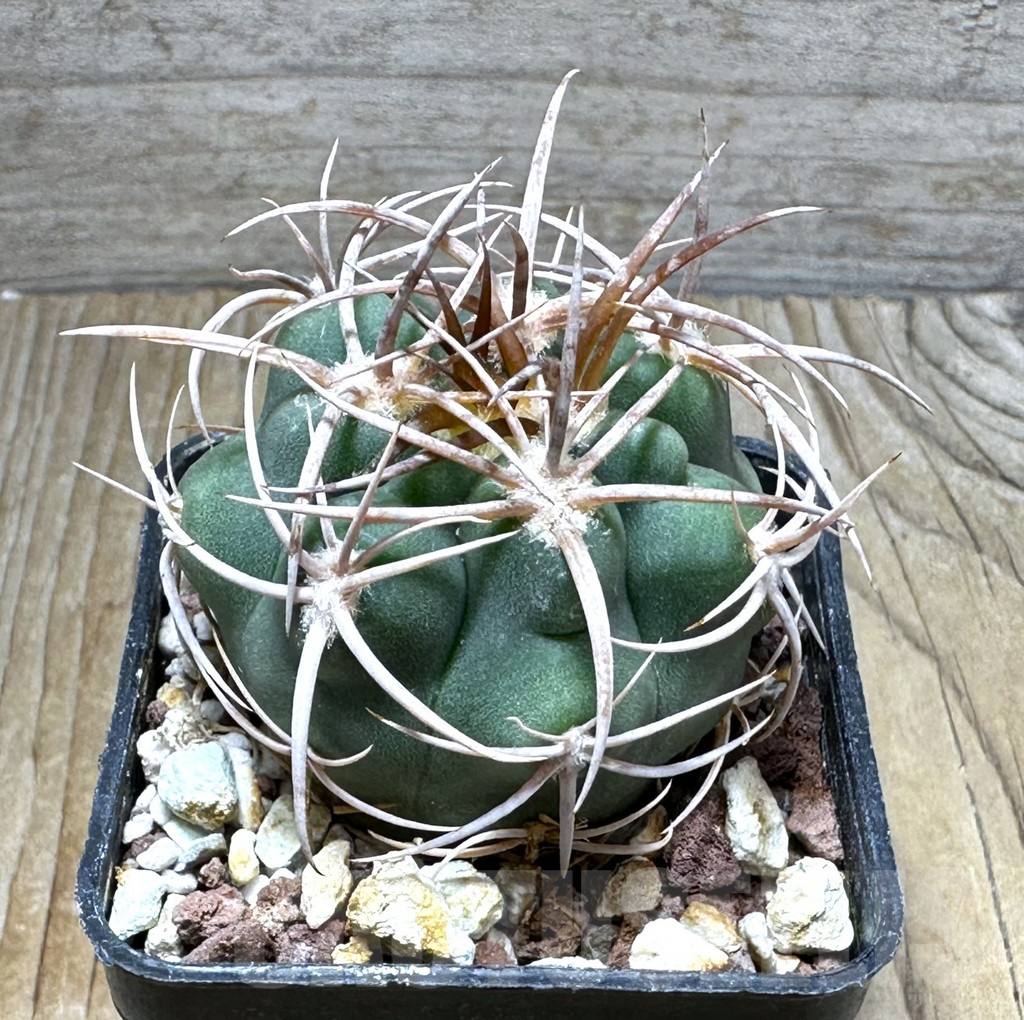 SHPR30714 Gymnocalycium hybopleurum v. ferocior, Cordoba, Argentina