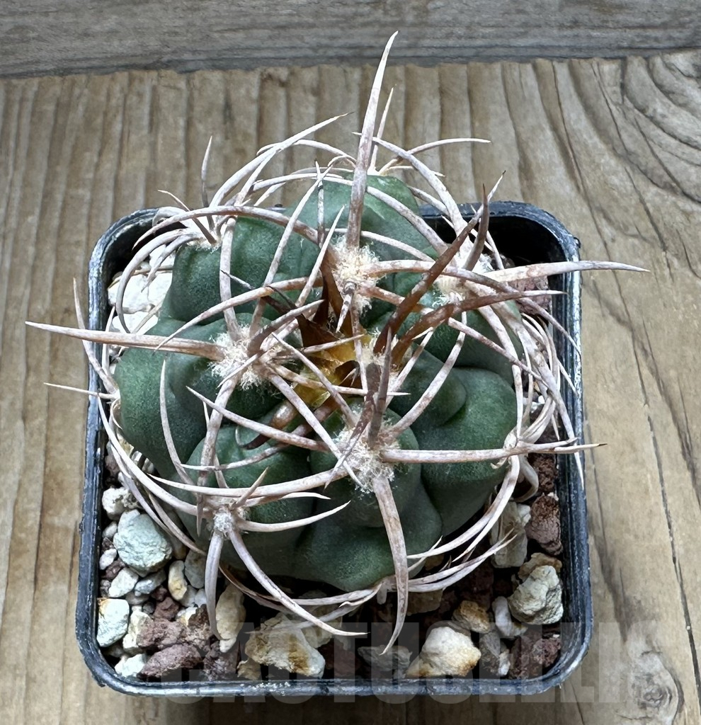 SHPR30714 Gymnocalycium hybopleurum v. ferocior, Cordoba, Argentina - Image 2