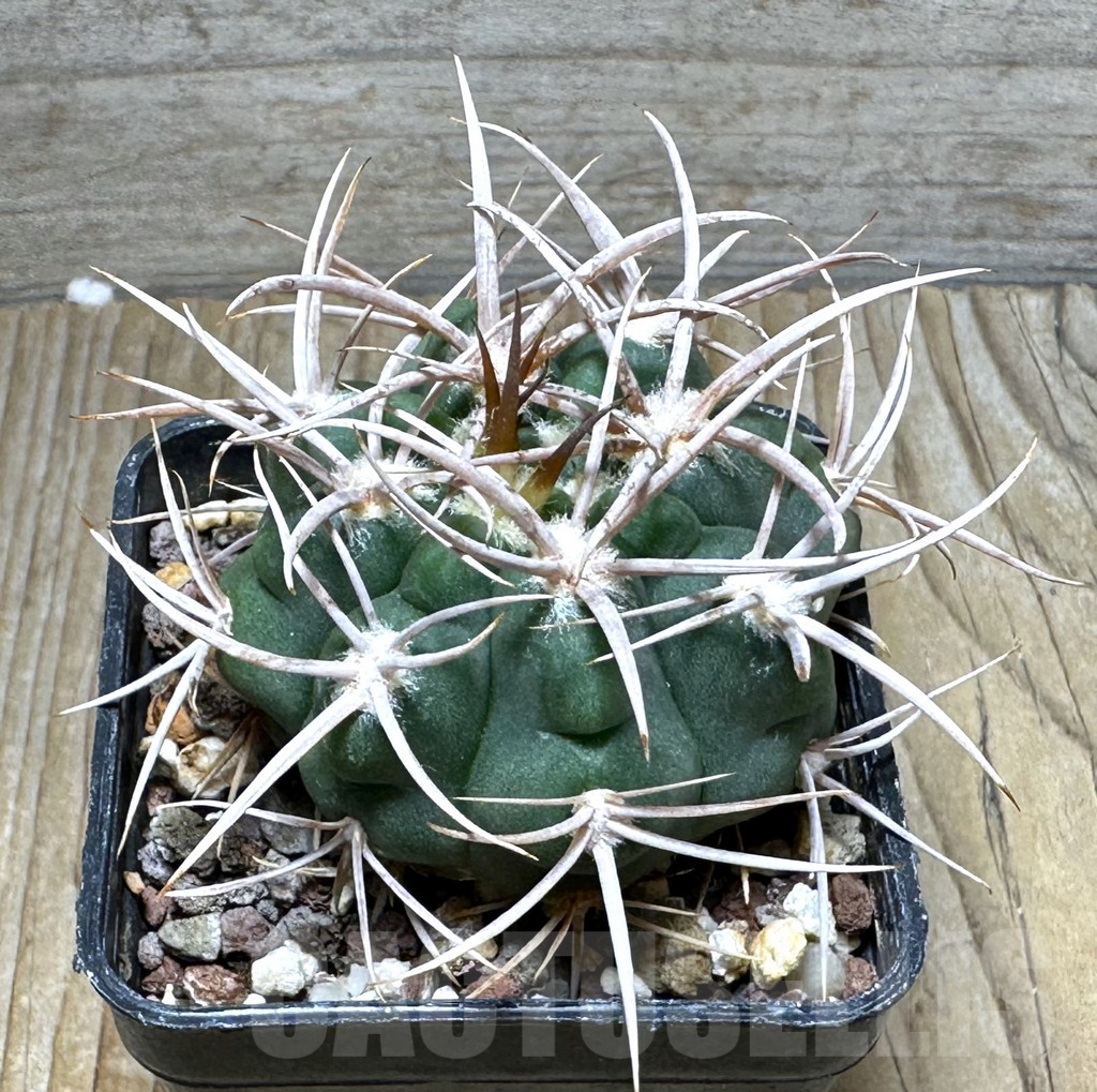SHPR30717 Gymnocalycium hybopleurum v. ferocior, Cordoba, Argentina