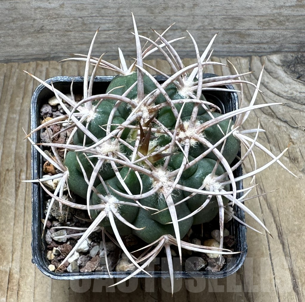 SHPR30717 Gymnocalycium hybopleurum v. ferocior, Cordoba, Argentina - Imagen 2