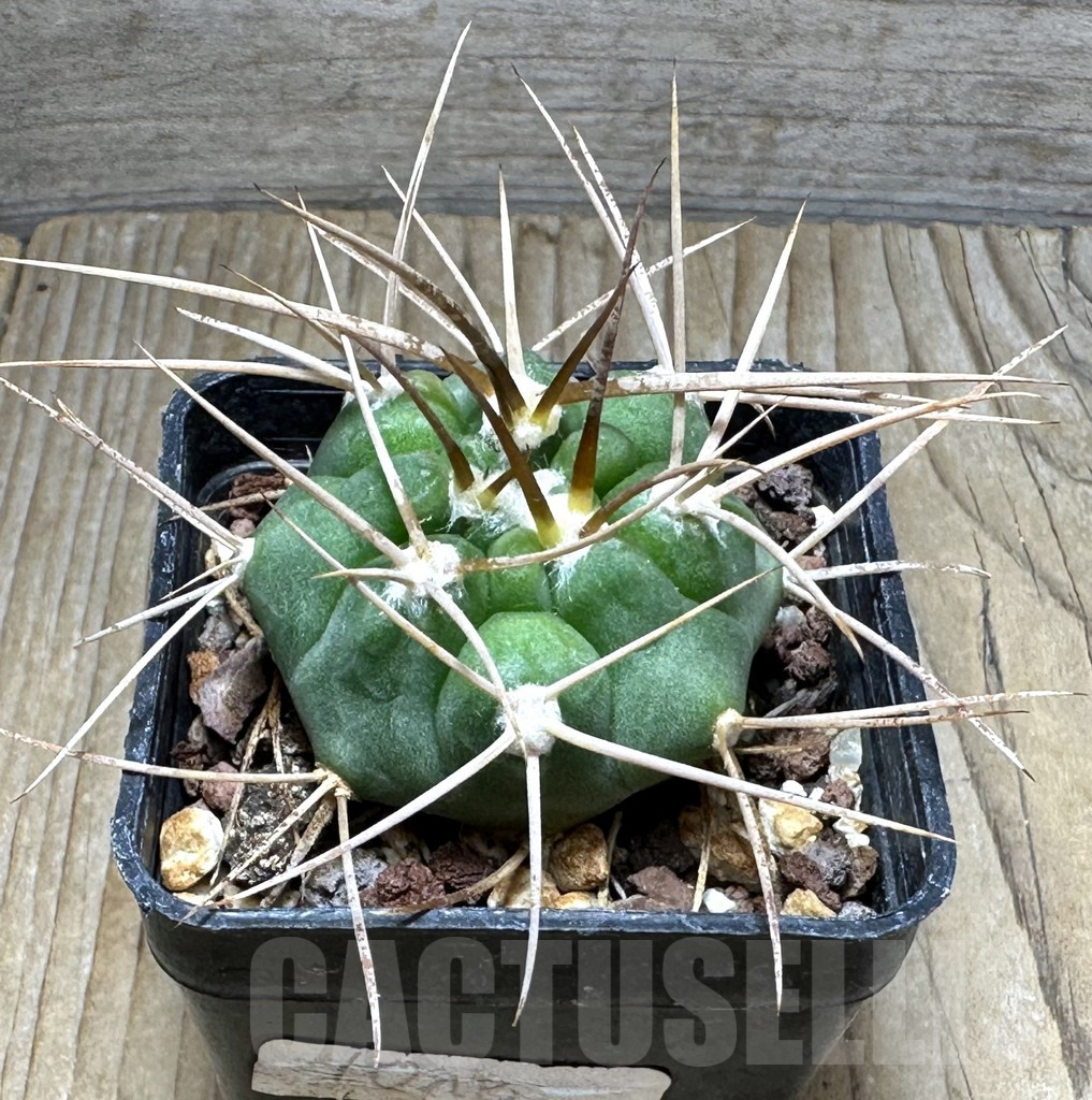SHPR30718 Gymnocalycium mazanense v. polycephalum