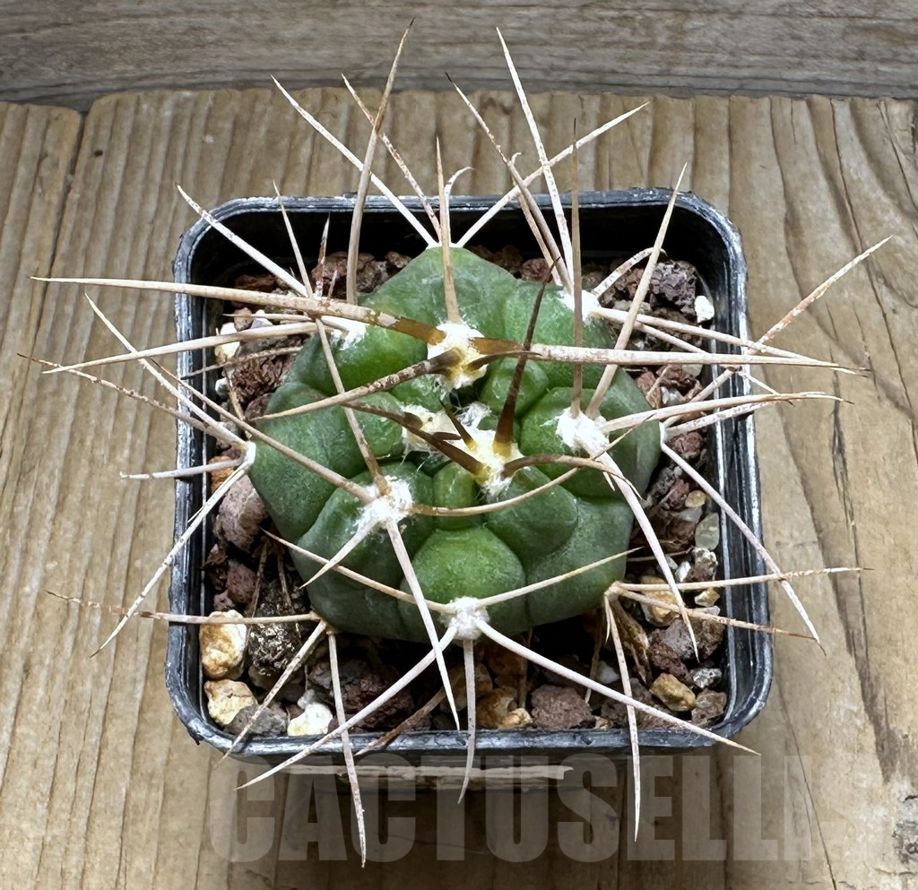 SHPR30718 Gymnocalycium mazanense v. polycephalum - Imagen 2