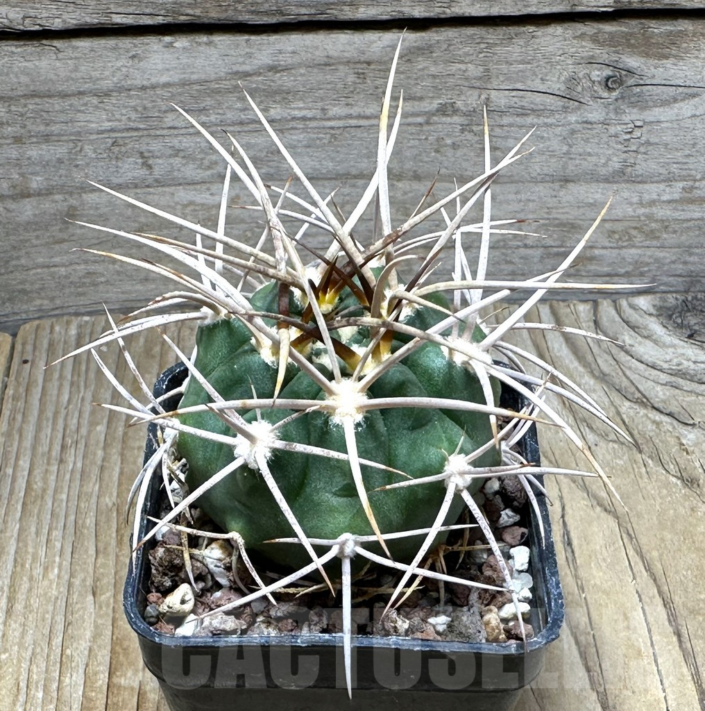SHPR30719 Gymnocalycium mazanense v. polycephalum