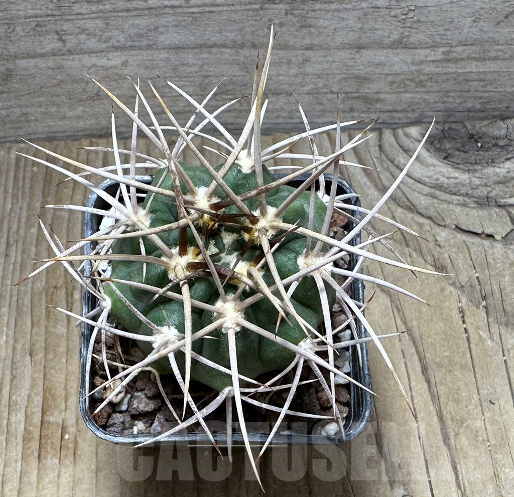 SHPR30719 Gymnocalycium mazanense v. polycephalum - Imagen 2