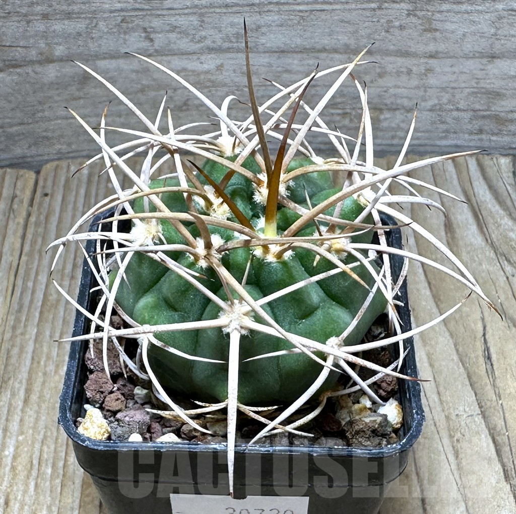 SHPR30720 Gymnocalycium mazanense v. polycephalum