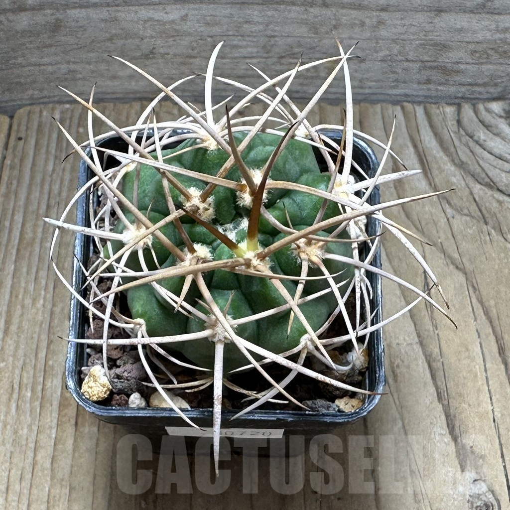 SHPR30720 Gymnocalycium mazanense v. polycephalum - Imagen 2
