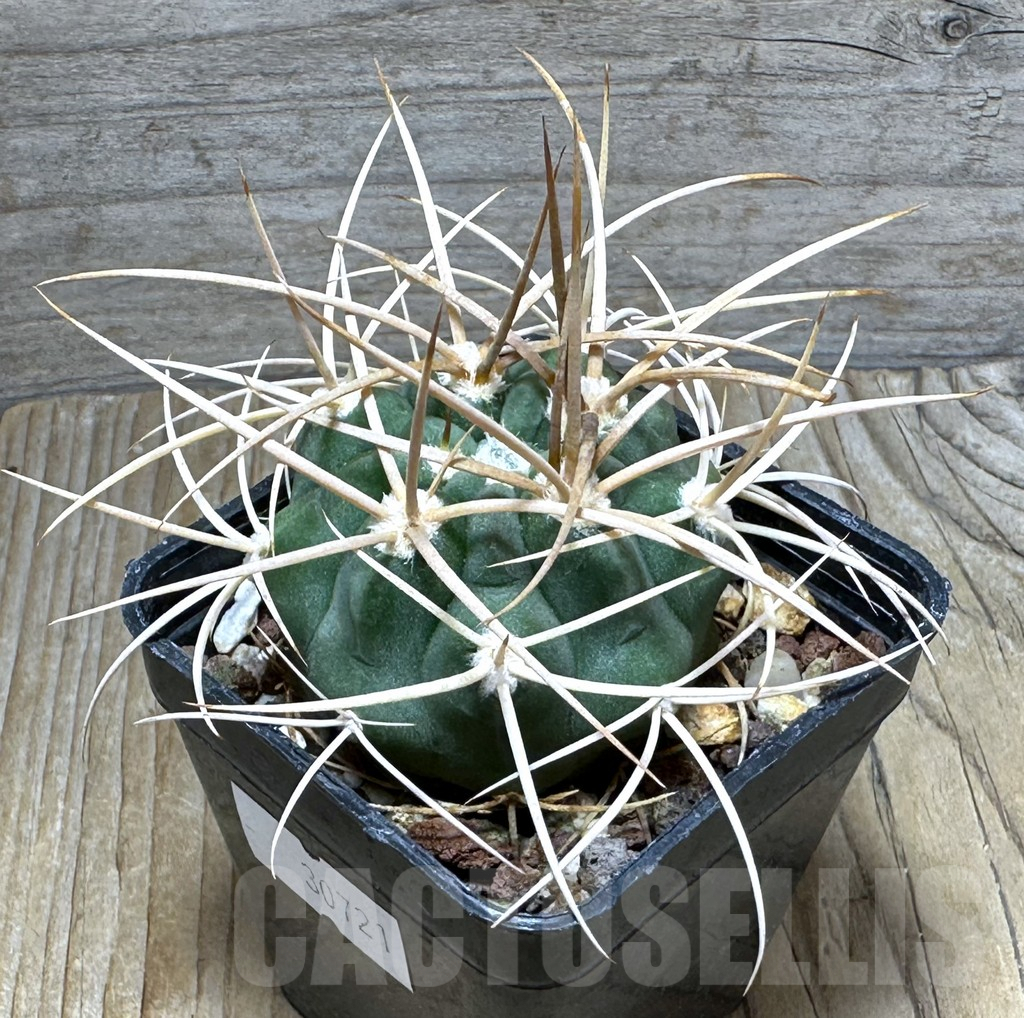SHPR30721 Gymnocalycium mazanense v. polycephalum
