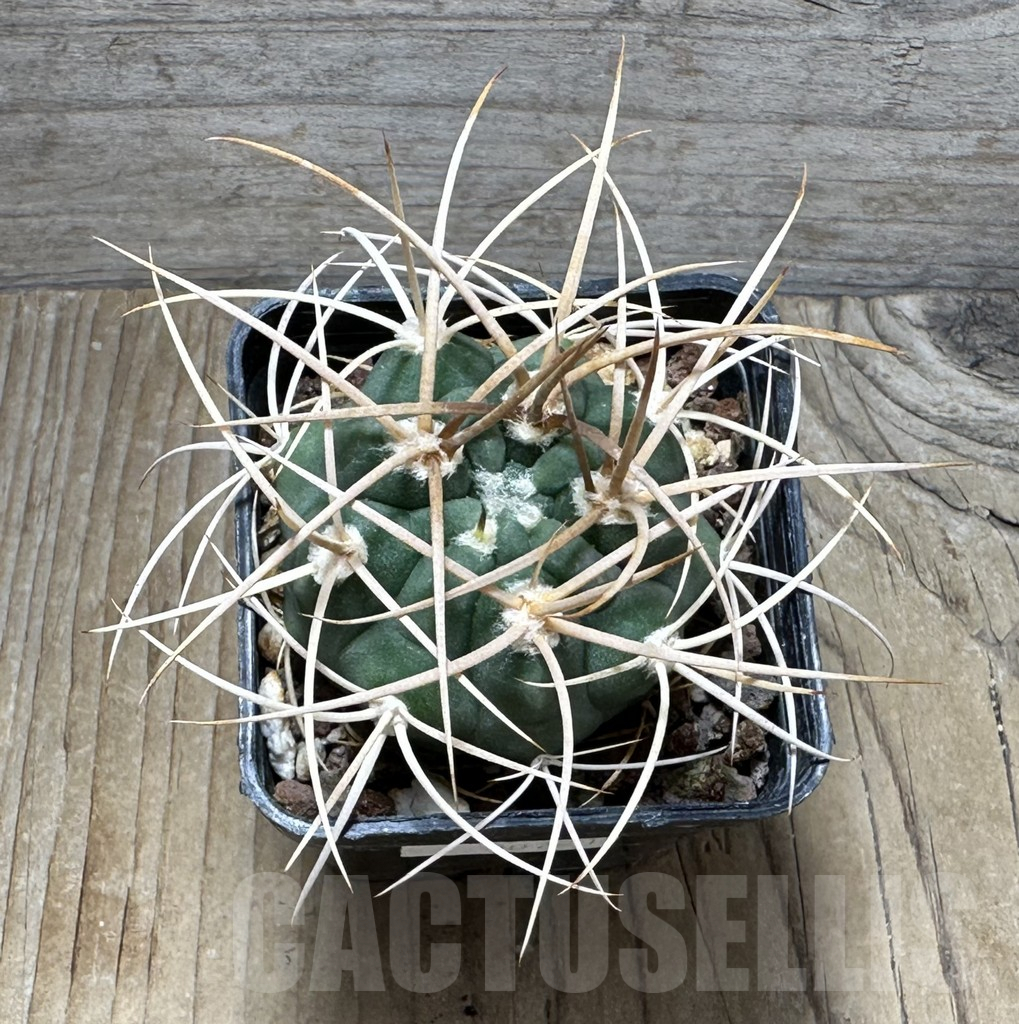 SHPR30721 Gymnocalycium mazanense v. polycephalum - Imagen 2