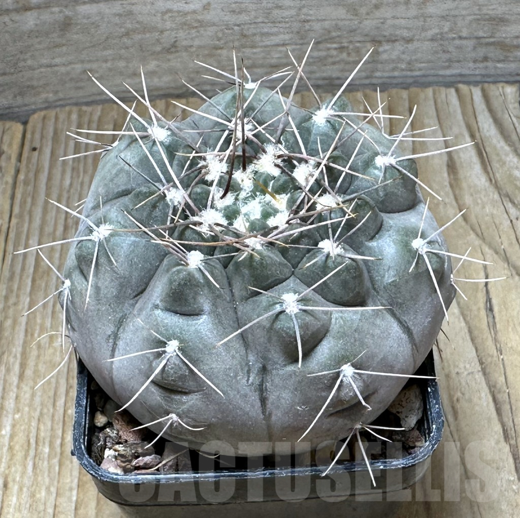 SHPR30728 Gymnocalycium striglianum v. aeneum CN 120