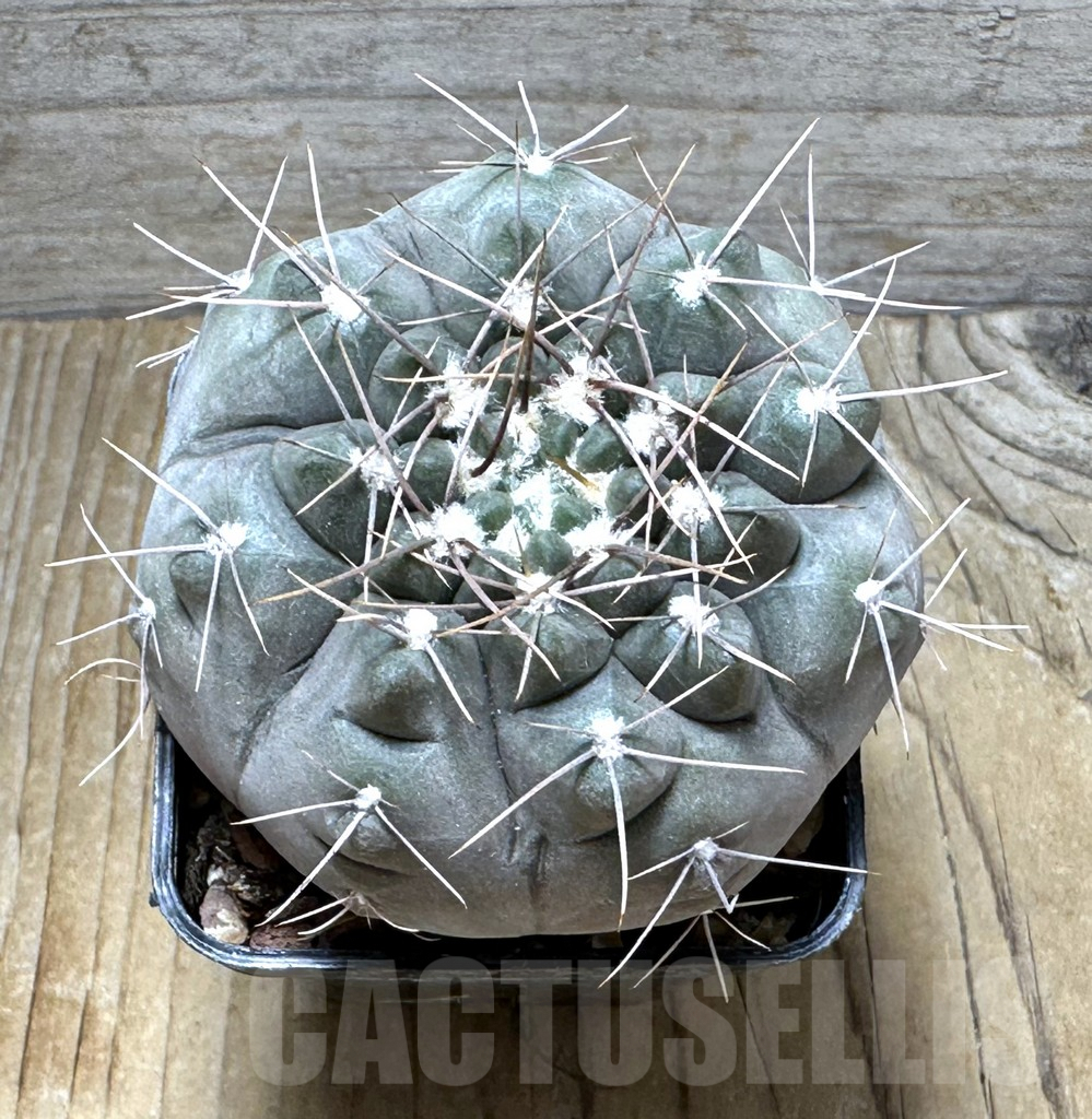 SHPR30728 Gymnocalycium striglianum v. aeneum CN 120 - Imagen 2