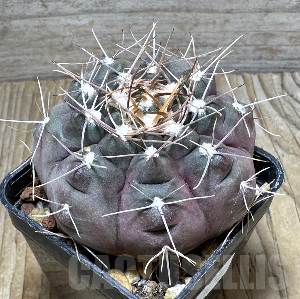 SHPR30729 Gymnocalycium striglianum v. aeneum CN 120