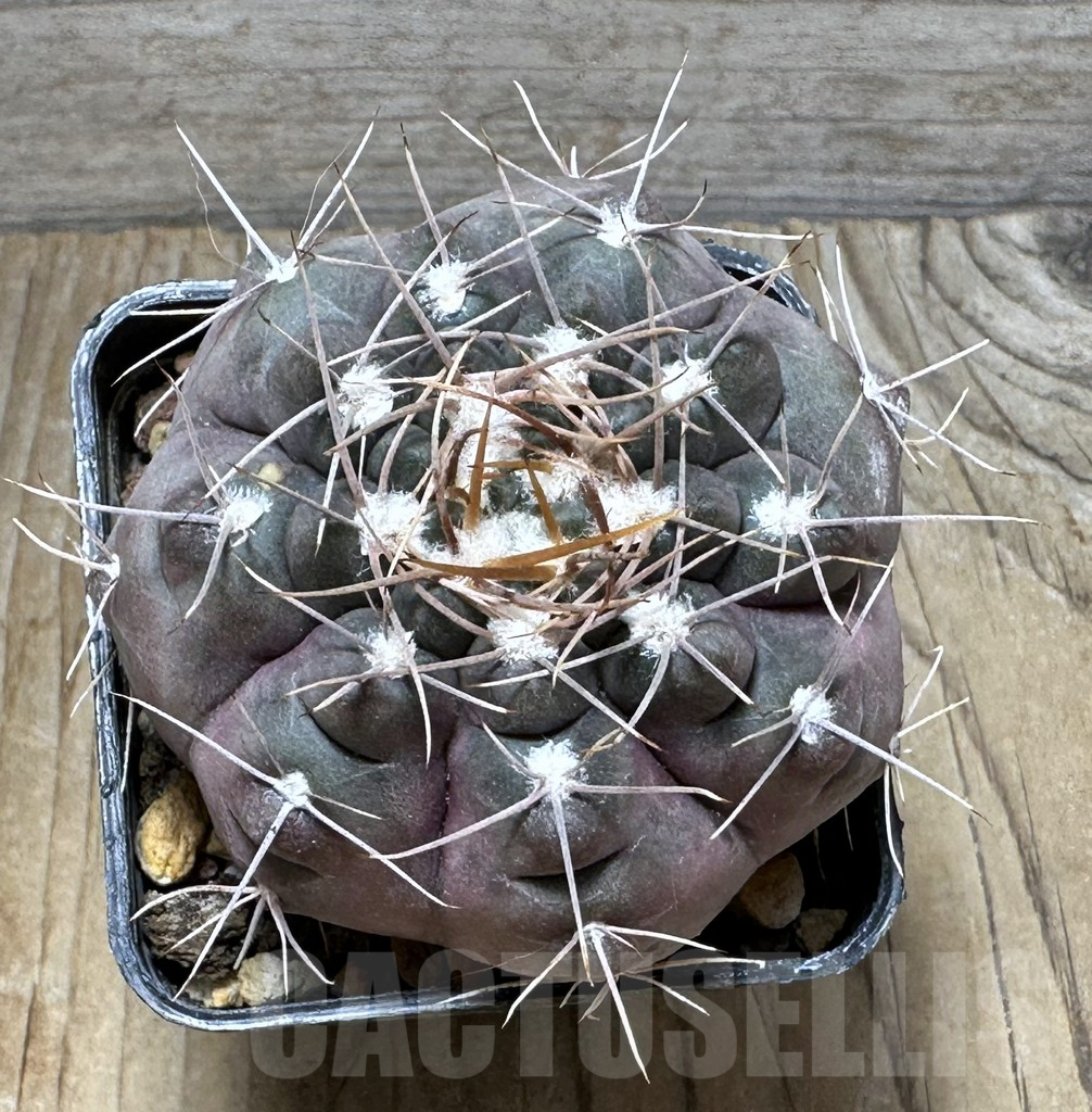 SHPR30729 Gymnocalycium striglianum v. aeneum CN 120 - Image 2