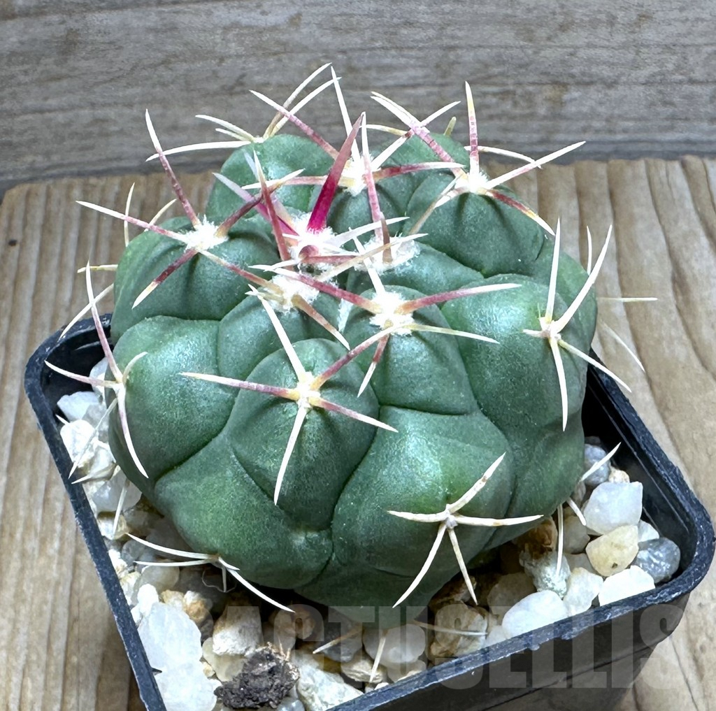 SHPR30731 Thelocactus hexaedrophorus kvetae