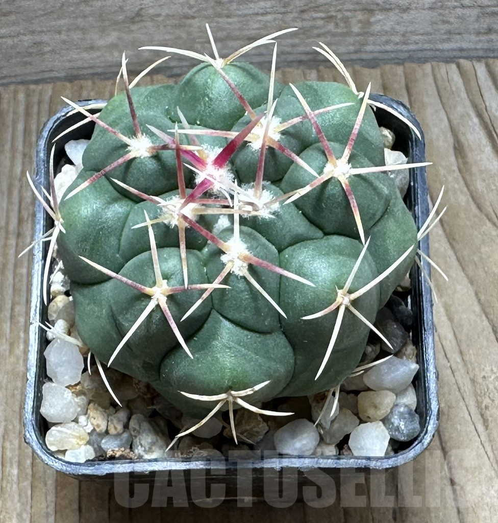 SHPR30731 Thelocactus hexaedrophorus kvetae - immagine 2