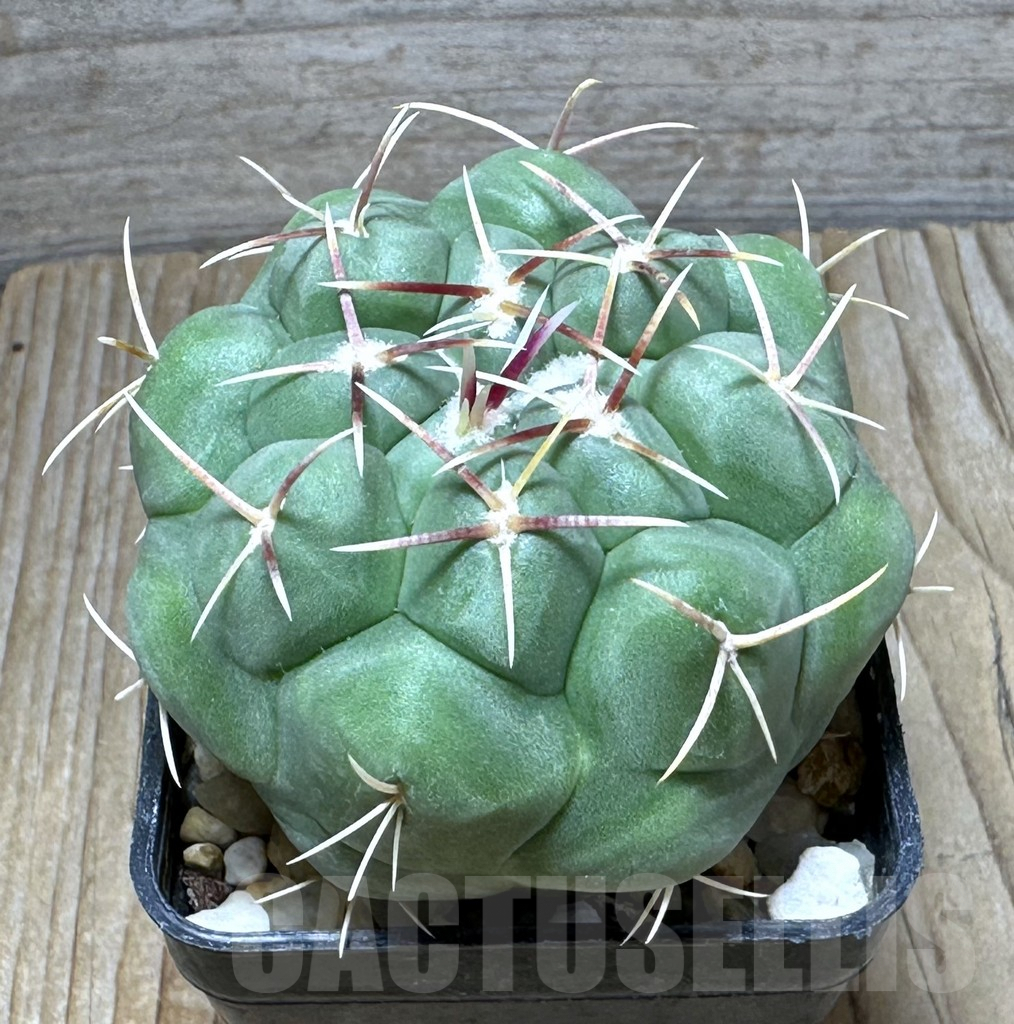 SHPR30732 Thelocactus hexaedrophorus kvetae