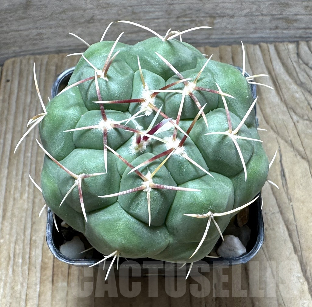 SHPR30732 Thelocactus hexaedrophorus kvetae - immagine 2