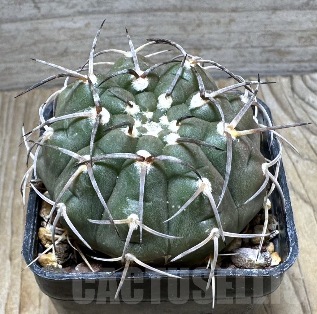 SHPR30733 Gymnocalycium bodenbenderianum guasayanense GN 99-442/415