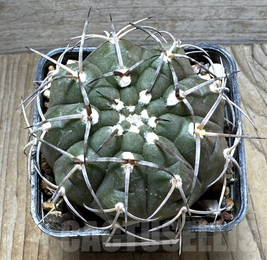 SHPR30733 Gymnocalycium bodenbenderianum guasayanense GN 99-442/415 - immagine 2