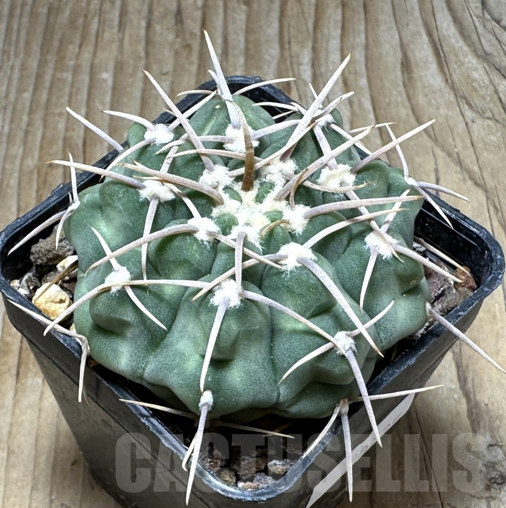 SHPR30735 Gymnocalycium vatteri VG 296