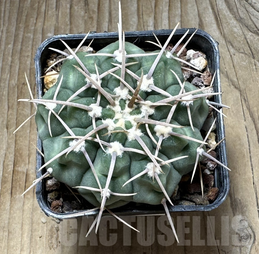 SHPR30735 Gymnocalycium vatteri VG 296 - immagine 2